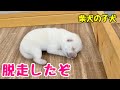 【柴犬 子犬】壁を乗り越えて大脱走した子犬はこちら