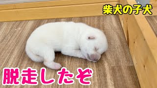 【柴犬 子犬】壁を乗り越えて大脱走した子犬はこちら