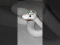 😱🐍#animals #pets #foryou #shorts #snake