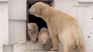 眩しい朝に登場 ホッキョクグマ親子~Polar Bears