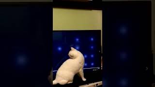 Axel vs Computer Mouse video | white tomcat chases the computer mouse behind the TV 🤣 #funnycat by Catville upon Purr 12 views 1 year ago 1 minute, 22 seconds