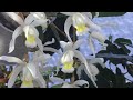 Уход за орхидеями цимбидиум и целогина в зимнее время. Полив, удобрения и свет для орхидей.