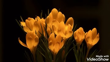 سورة الليل برواية ورش عن نافع