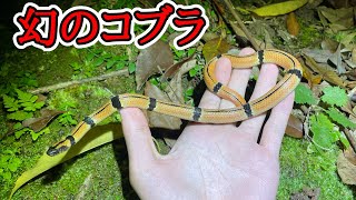 奄美大島の山奥に生息する幻のヘビ、ヒャン【野生生物観察ドキュメンタリー】