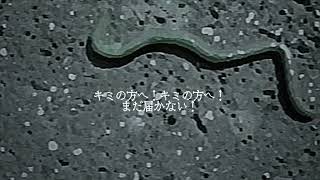 乾燥した蠕虫【31平均律】