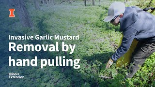 Famous How to remove invasive garlic mustard by hand pulling Wealth