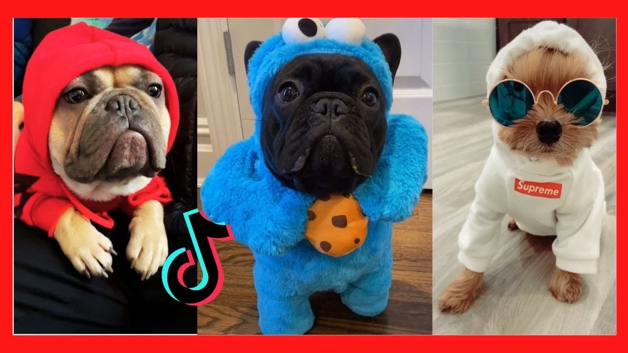 Cute pets on TikTok that will make your day better😍 - YouTube