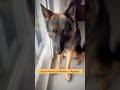 Dog Finds Money = Respect #Shorts #ComedyShorts #FunnyDogs #RelatableShorts #DogLovers #viralshorts