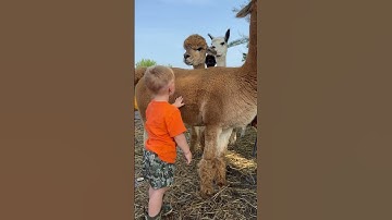 Baby petting the alpaca and a boop on the nose #CuteAnimals #HobbyFarmLife