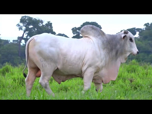 Lote 40   Leilão Virtual Fazenda Pau D’Alho