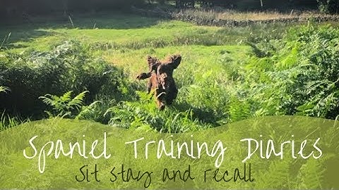 Gundog Training - Placeboard Sit Stay and Recall