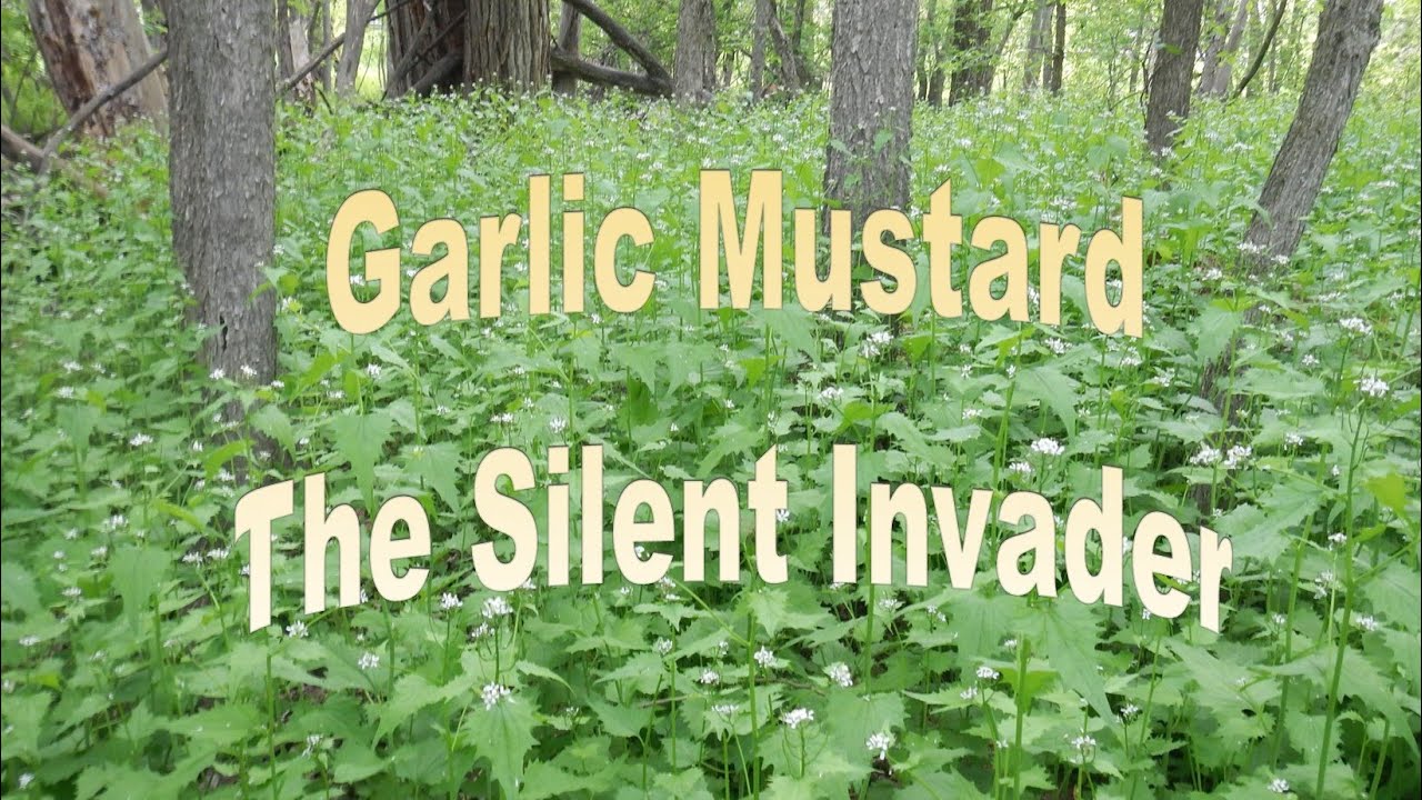 Garlic Mustard, The Silent Invader - YouTube