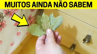 Coloque Esta Folha, No Canto De Sua Casa Você Vai Afastar Todas As Baratas