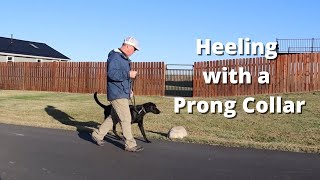 How To Heel Your Dog with a Prong Collar