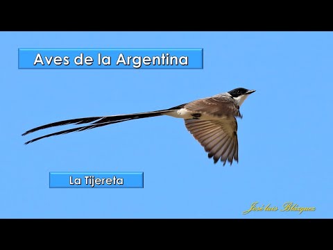 Tijereta (Tyrannus savana), Aves de la Argentina