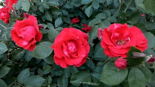 Футаж Красные Розы. Футаж Цветы. Красивые Цветы Красные Розы. Видеофутажи. Футажи для видеомонтажа