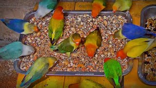 Lovebirds Meal Time: Mixed Seeds, Beans and Nuts  February 2024