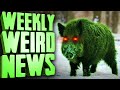 RADIOACTIVE HOGS - Weekly Weird News