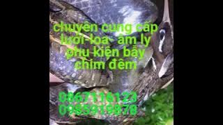 Tiếng chim nhát hoa ( cà cuốc ) trống mái miễn phí.không chèn nhạc cho ae đánh đêm.