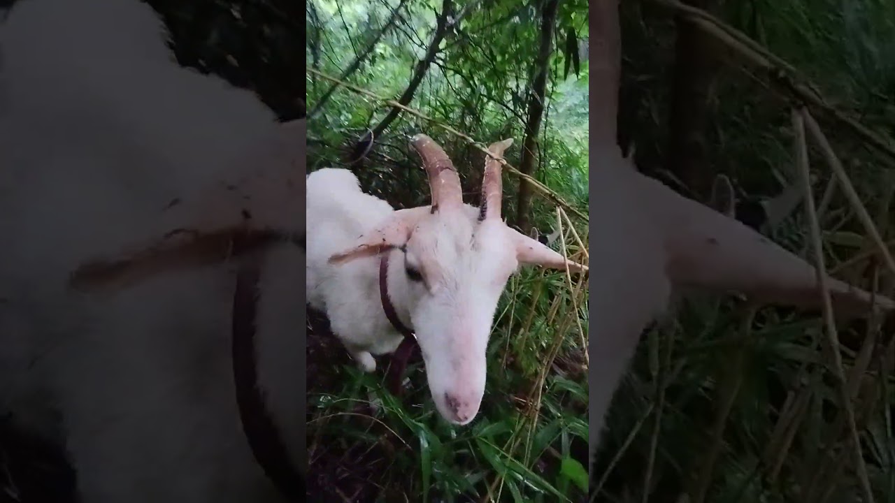 やぎさん🐐 - YouTube