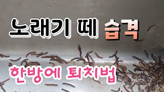 고약한 냄새까지 노래기 떼 습격  한방에 퇴치하기 모기 바퀴벌레  지네 최강퇴치법