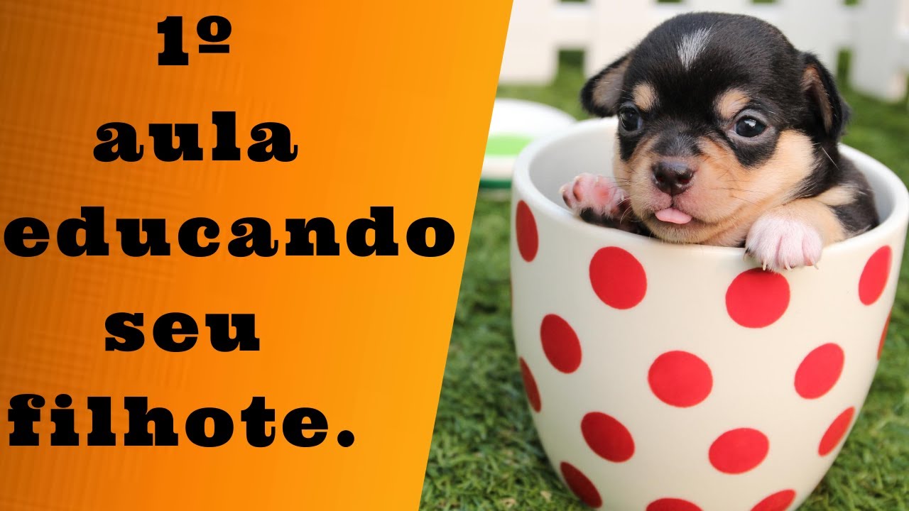 como treinar seu cachorro filhote adestrar um cachorro filhote passo a ...