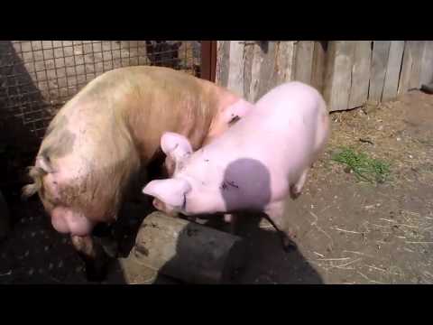 Спаривание свиней в домашних условиях видео