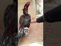 top quality aseel murga #aseelmurga #birds #rooster #pets #shorts