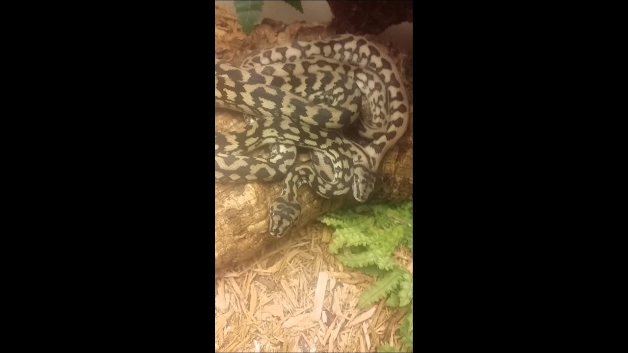 snake animal symbolism Juvenile jaguar carpet pythons