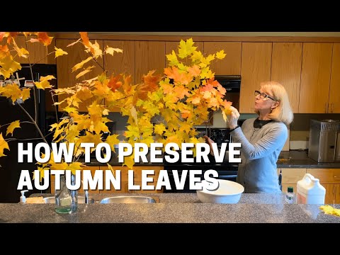 Wideo: Jak wycisnąć jesienne liście – wskazówki dotyczące zachowania liści jesienią