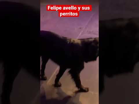 y sus perritos