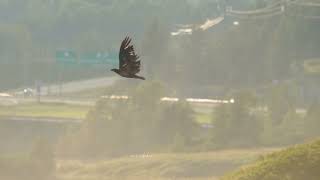 Bald Eagle attack by Seagull with crow and Great Blue Heron