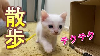 食後に廊下で散歩させたら大はしゃぎで可愛すぎる生後29日目の猫の赤ちゃん【保護猫】