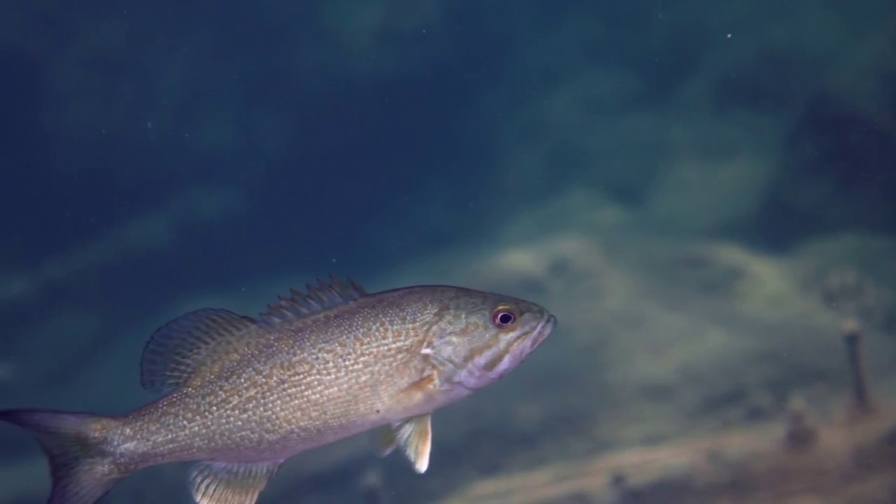Underwater Photography | The Wreck of The Luckport, Georgian Bay