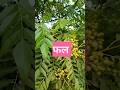 कड़ी पत्ते पेड़ का अनोखा फल 🌿 | जानिए इसकी खास बातें | #shorts