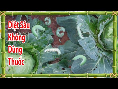 Video: Trung tâm mua sắm Châu Âu: danh sách các cửa hàng và dịch vụ