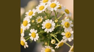 Terang Cahaya Kenangan