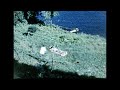 Au Bord Du Lac à Saint Donat Québec 1965 By The Lake At Saint Donat Québec 1965 Au Bord Du Lac à Saint Donat Québec 1965 By The Lake At Saint Donat Québec 1965