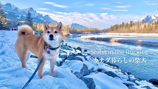 A day of walking with Shiba Inus in a town with spectacular scenery crowded with tourists [4K] by Shiba in the Rockies / カナダ暮らしの柴犬 19,039 views 3 months ago 6 minutes, 5 seconds