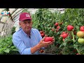 Розовые и большие! Крупноплодные сорта томатов. Посмотрите наш обзор. Томаты от СеДеК