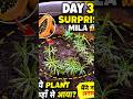 Gamle mein achanak ye kya uga aaya? 😳 Day 3/100 #shorts #gardening #minivlog