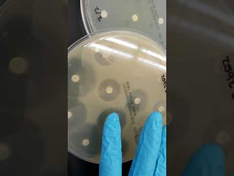 Microbiology: Antibiotic Susceptibility, Resistance, and ESBL Part 1