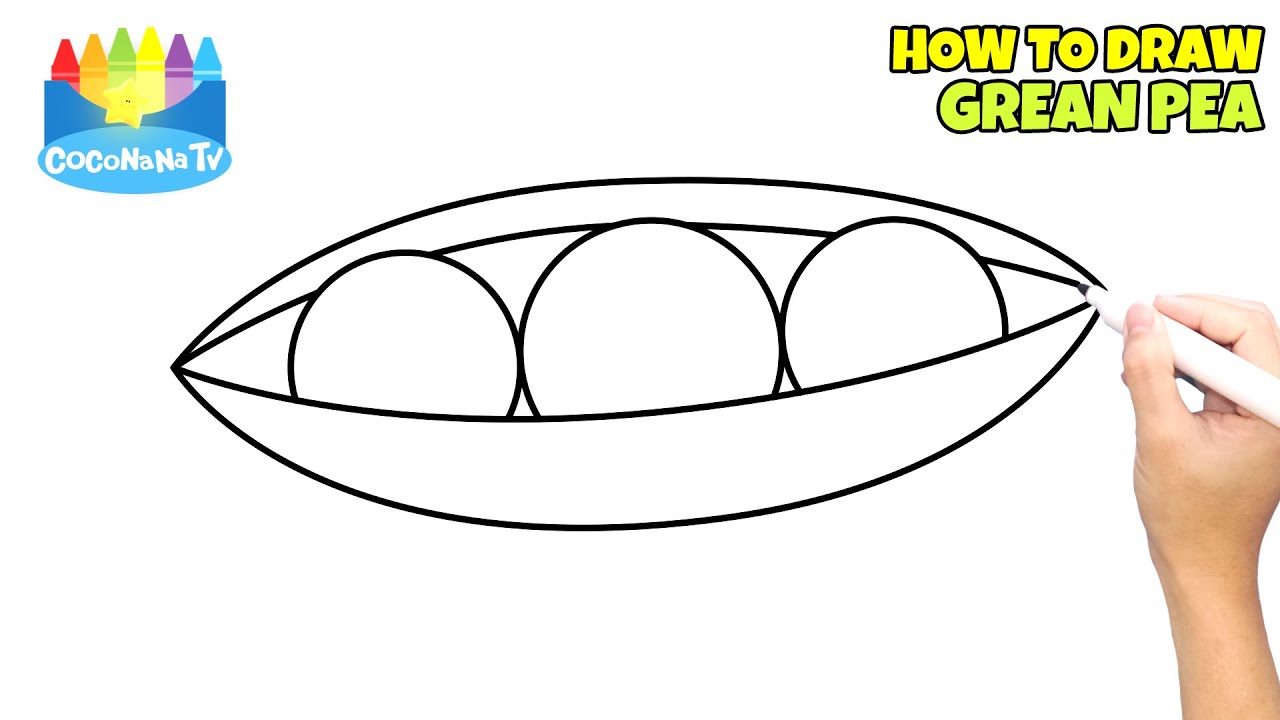 GREEN PEA - How to Draw and Color for Kids - CoconanaTV
