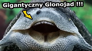 Drugie Akwarium Dla Glonojada !!!  Jest tak Silny, że Podnosi Korzenie i Wyrywa Rośliny! (Vlog 925)