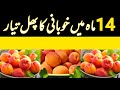 Apricot harvest  ready in fourteen months  sweet apricot  how to grow apricots  apricot orchard