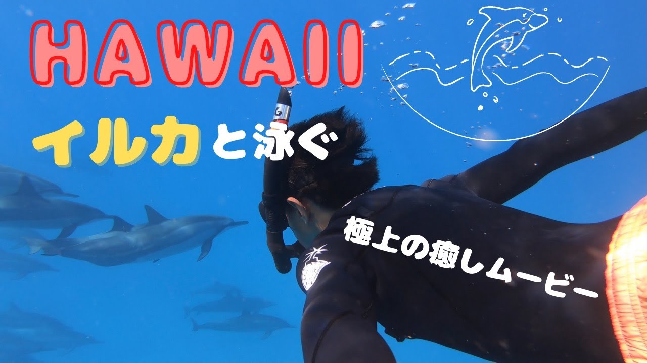 癒しハワイ ドルフィンスイム コロナ禍でもシュノーケリングでイルカと泳ぐ最高のhawaii Life Ep 21 Youtube
