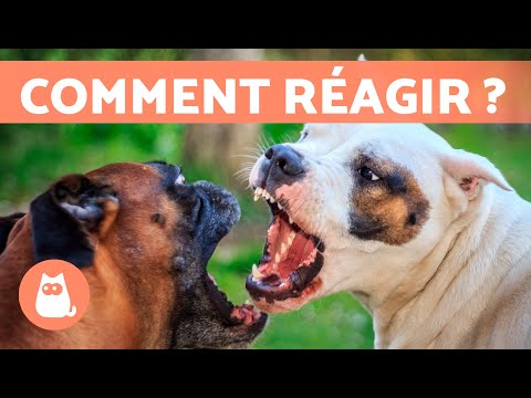 Vidéo: Comment empêcher un chien de piquer avec enthousiasme vers d'autres chiens