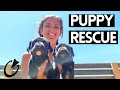 RESCUING PUPPIES  AND MORNING WALKTHROUGH. Tenerife Horse Rescue Finca life E36