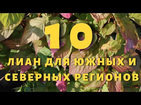 10 лиан для южных и северных регионов