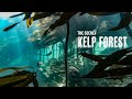 The secret kelp forest beaches of cape town freediving in simons town snorkel beaches in cape town